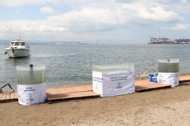 İzmit Körfez'e 6 bin yavru balık salındı