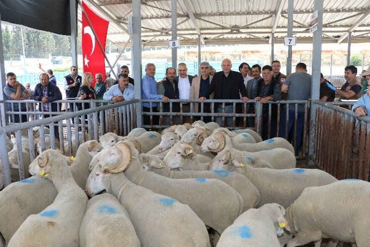 Manisa'da sürüleri iyileştirecek proje... Koçlar Büyükşehir'den