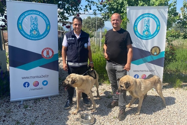 Manisa'da Eğitimli köpekler çiftçiye can yoldaşı olacak