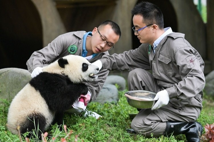 Chengdu'dan İstanbul'a uçuşlar yeniden başlıyor