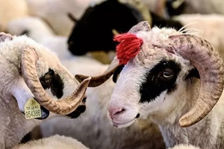 Bursa Ulucami Baş İmamı: Zekat veren kurban kesmekle yükümlü
