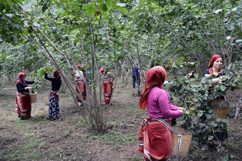 ORDU'DA “FINDIK DALDA AKLIN İŞÇİDE KALMASIN” PROJESİ BAŞLADI