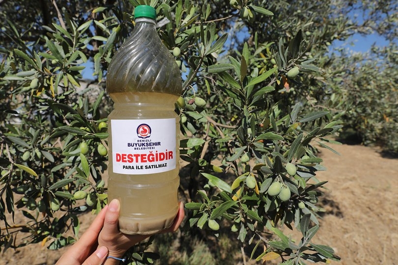Denizli Büyükşehir’in zeytin sineğiyle mücadele desteği başladı