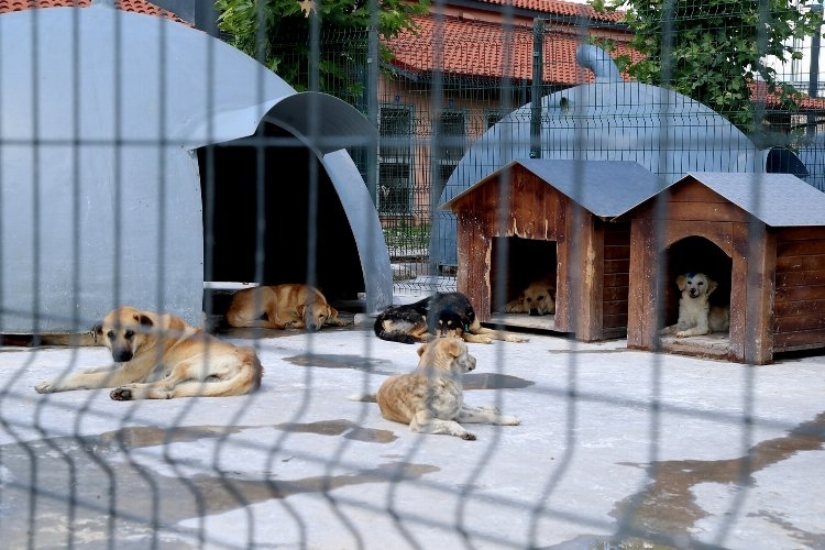 Sakarya'da Şifa Yuvası Keşfedildi