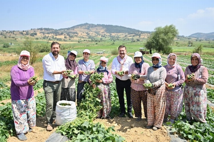 Kornişon Üreticileri Arasında Hasat Sevinci Yaşanıyor