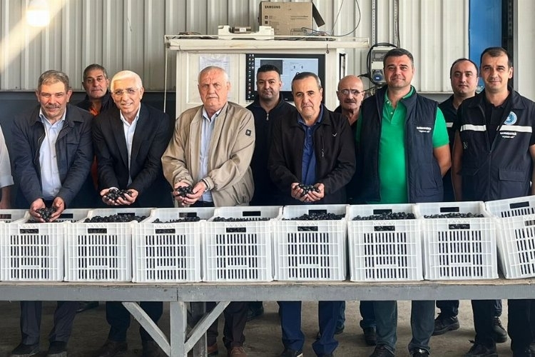 Marmarabirlik, Zeytin Üreticilerine İkinci Taksiti 24 Kasım'da Ödeyecek
