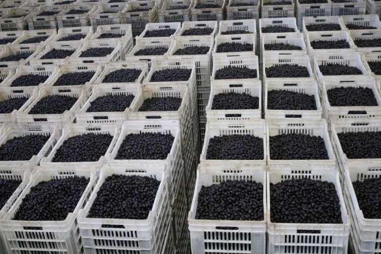 Marmarabirlik Son Taksit Ödemelerini Gerçekleştirecek