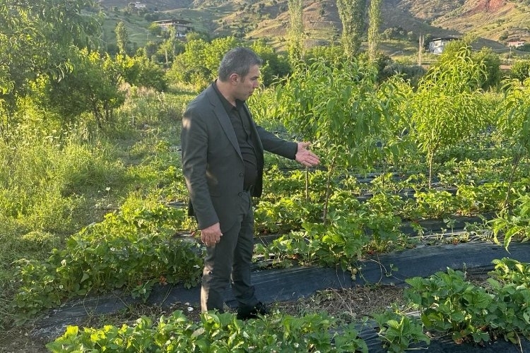 Sason Belediye Başkanı Demir, Dolu Felaketinin Zarar Verdiği Çilek Tarlalarını İnceledi