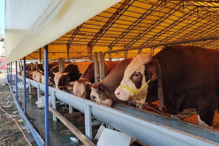 İstanbul'da 'Kurban Timi' Hizmete Başladı
