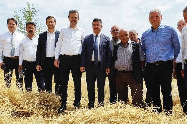 Mudanya'da yeni buğday çeşitleri hasat ediliyor