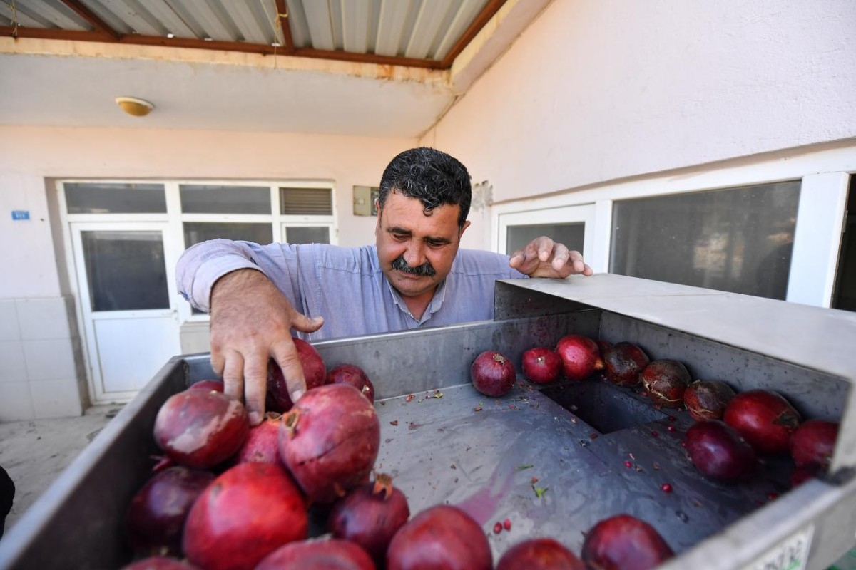 Büyükşehir'den Yeni Bir Yenilik: Nar Taneleme Makinesi