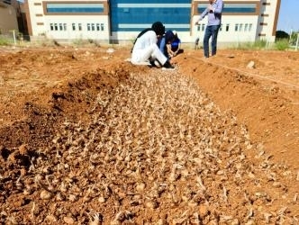 Üniversitemiz Dünyanın En Değerli Baharatını Şanlıurfa’ya Yeniden Tanıttı
