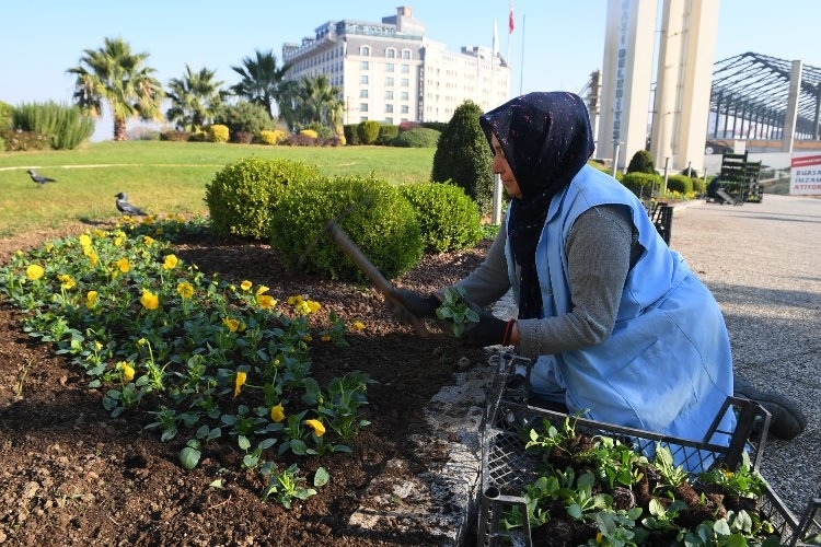 Bursa Osmangazi kış çiçekleri ile renklendirilecek