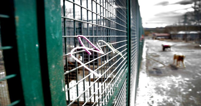 KONYA’DA VAHŞET: BARINAKTA KÖPEK KATLİAMI!