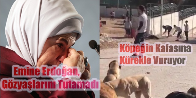 Konya'da Köpek Katliamı,Köpeklerin Başına Kürek ve Sopayla Vurarak Öldürdüler