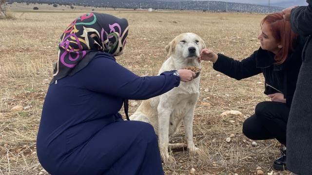 Konya'daki barınakta bulunan hayvanlar sağlık taraması