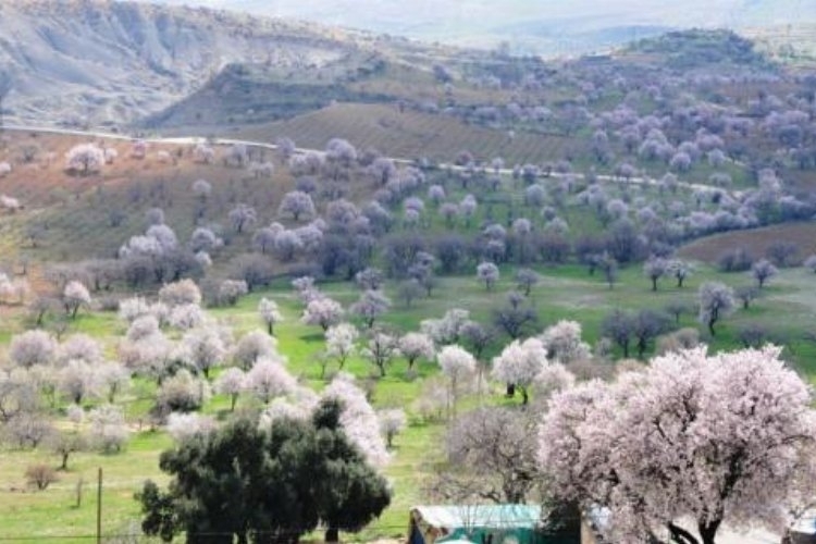Mardin’de 48 endemik bitki