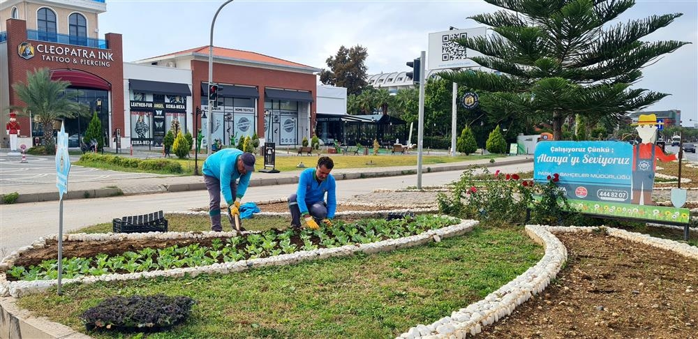 ALANYA BELEDİYESİ ŞEHRİ KIŞLIK MEVSİMLİK ÇİÇEKLERLE DONATILIYOR
