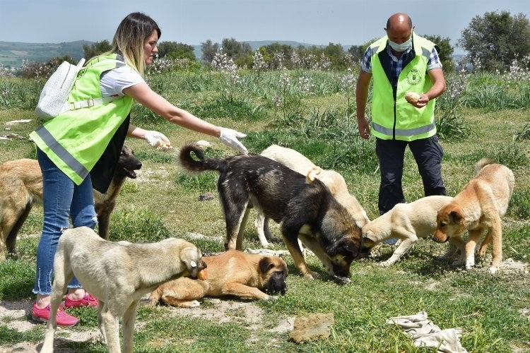Sokak hayvanlarına Bursa şefkat gösterdi