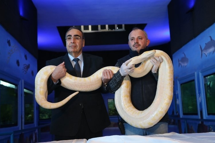 İstanbul'dan getirilen hayvanlar Gaziantep'in 'doğal' yaşamına yerleştirildi