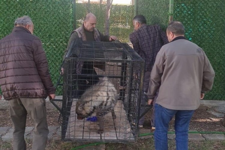 Bitkin halde bulunan çizgili sırtlan, Şanlıurfa'da rehabilite edilecek