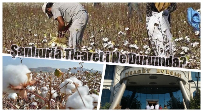 Şanlıurfa Ticaret Borsasında: Şanlıurfa'da Beyaz Altın Hakkında