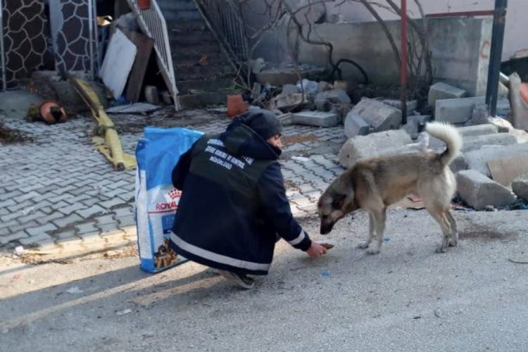 Bursa Osmangazi'den afet bölgesindeki can dostları unutmadı