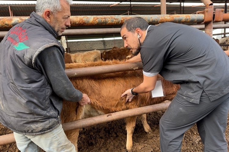 Türkiye'deki Şap Hastalığı Vakaları ve Alınan Önlemler Hakkında Bilinmesi Gerekenler
