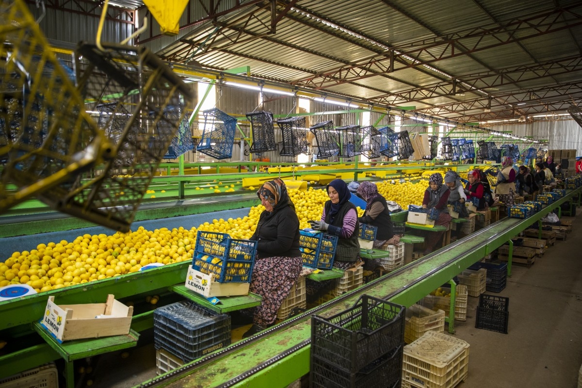Başkan Vahap Seçer: “Üreticilerimize Destek, Vatandaşlarımıza Vitamin Oldu”