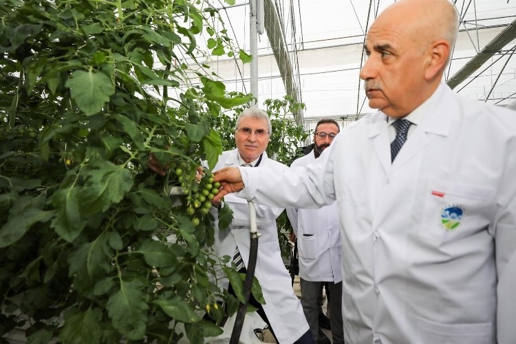 Hedefleri arasında bu yıl 1500 tonun üzerinde domates üretmek olduğu belirtildi
