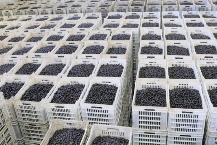 Marmarabirlik borcu olan zeytin üreticisinin borcunu sıfırlıyor