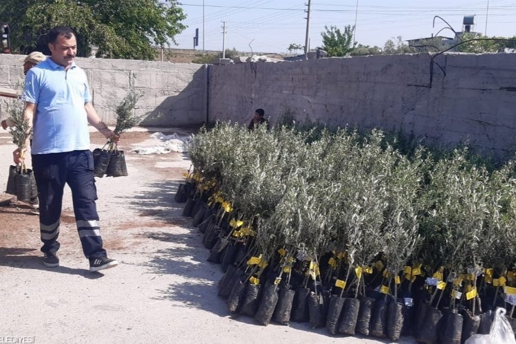 Osmaniye’ye 20 bin zeytin fidanı İzmir’den