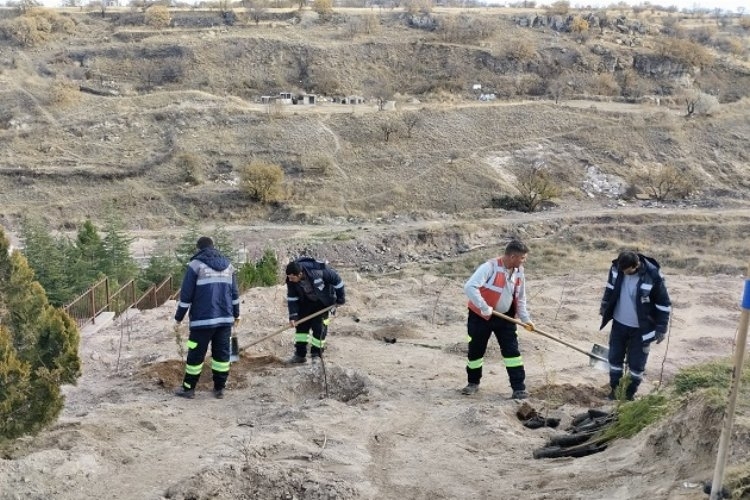 Nevşehir Belediyesi, 24 Kasım Anısına Özel Fidan Dikimine İmza Attı