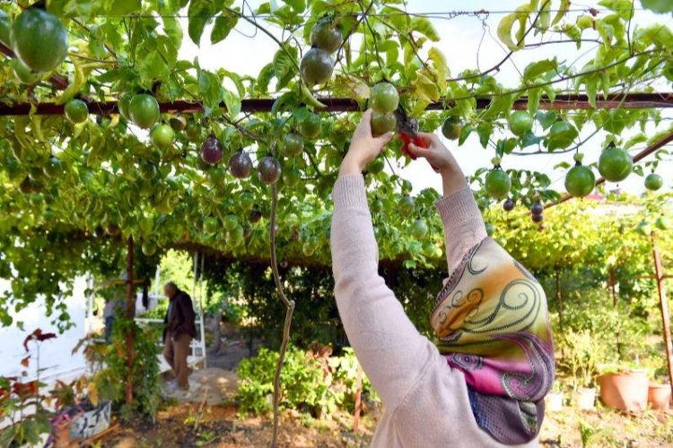 Passiflora Yetiştiricilerinin Bereketli Hasat Günleri