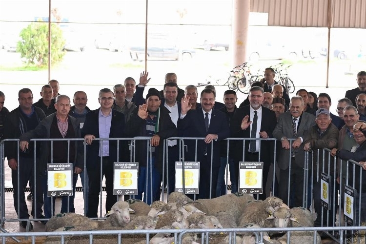 Balıkesir'de üreticiye koç desteği