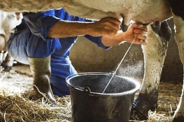 Kasım Ayında İnek Sütü Üretimi Yükselişte