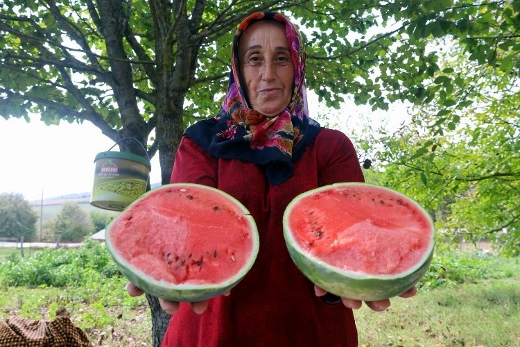 Kocaeli'de Üreticilere Karpuz Tohumu Hibe Ediliyor