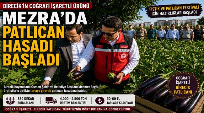 Birecik’in coğrafi işaretli patlıcanında hasat başladı